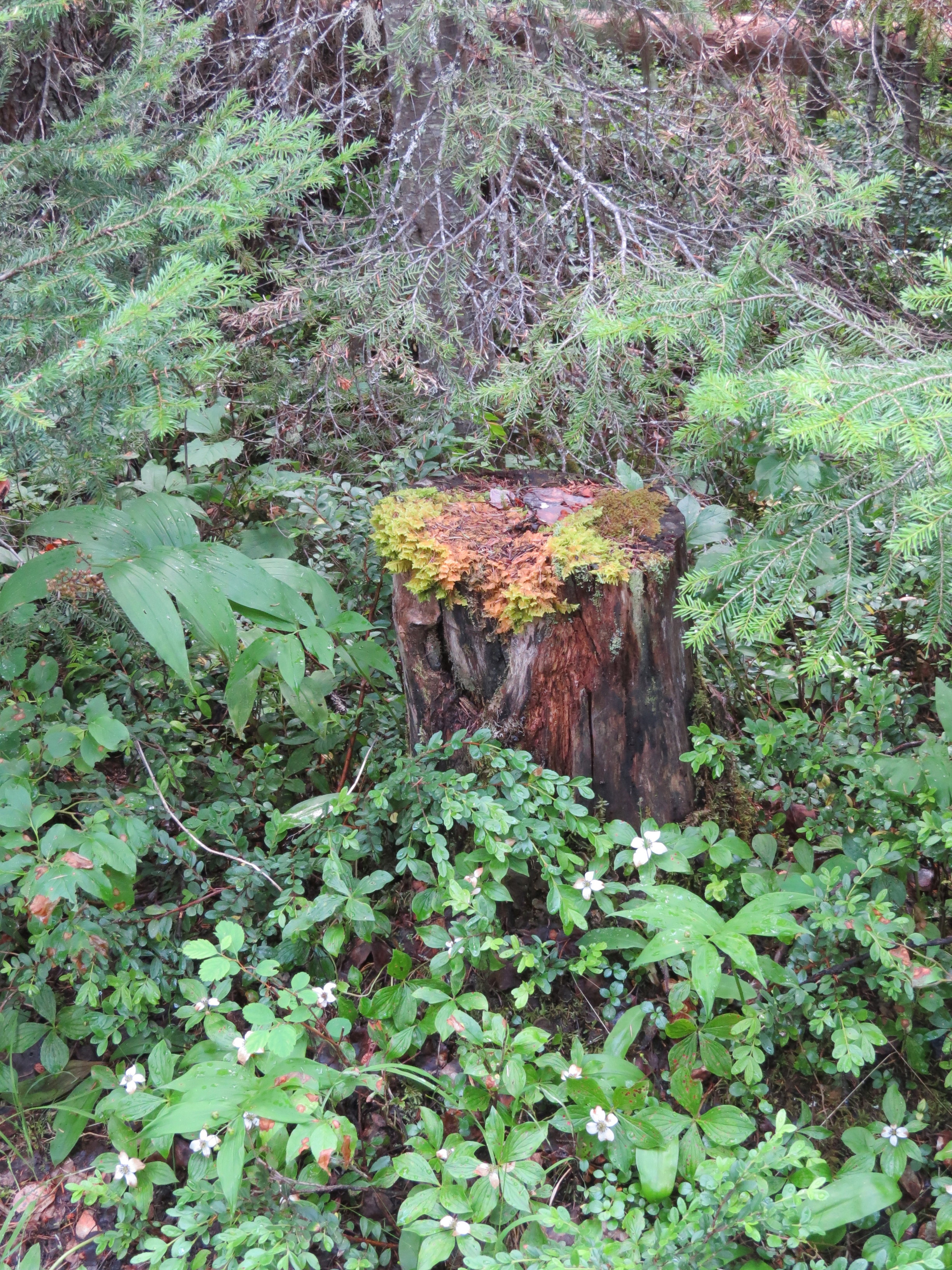 Stump