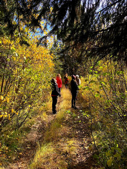 Forest Walk