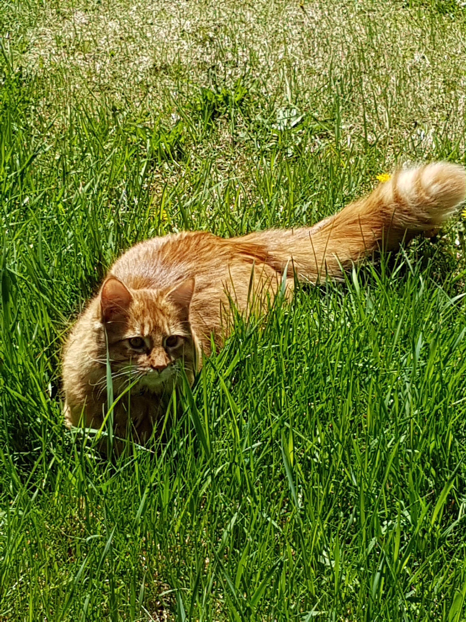 Resident Cat, Archie ❤️