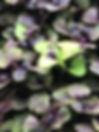 IMG_4897.jpeg