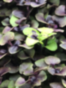 IMG_4897.jpeg