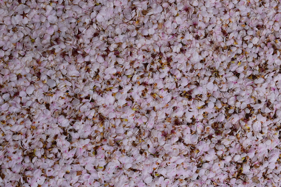 HANAMI 40X60_edited.jpg