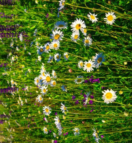 flowers 1_edited_edited.jpg