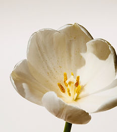 Fleur de lys kinésiologie