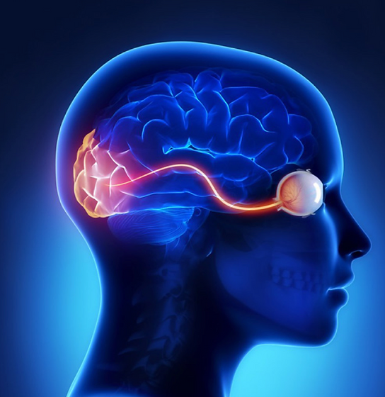 cerveau oeil brainspotting