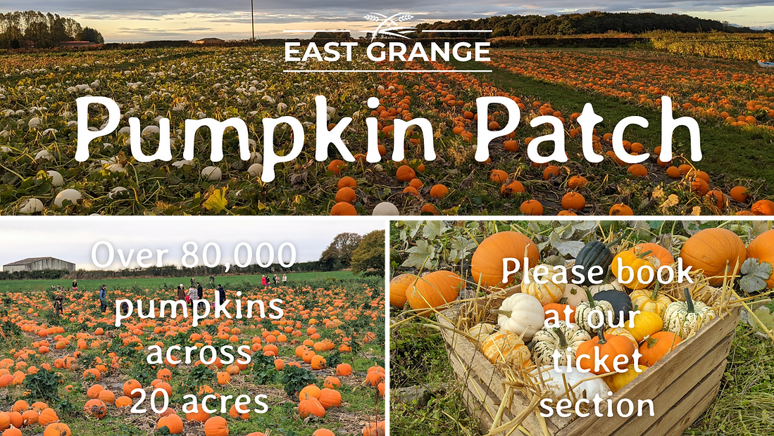 Collection of Pumpkin Patch images and info about the event