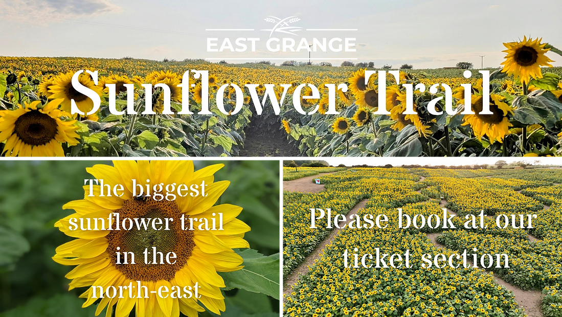 Collection of Sunlower images and info about the event