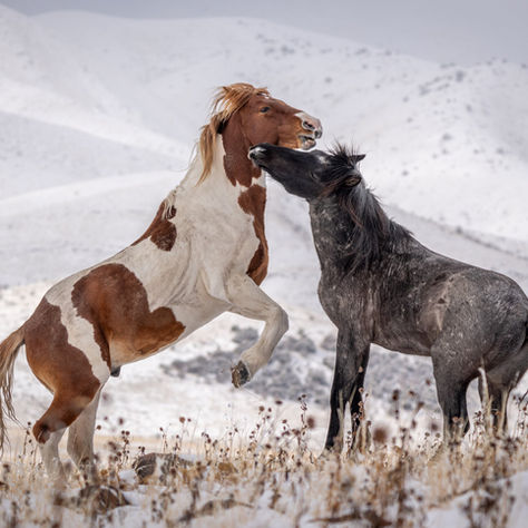 Two horses playfully interacting on a snowy field, set against a backdrop of snow-covered hills. One is brown and white; the other, black.