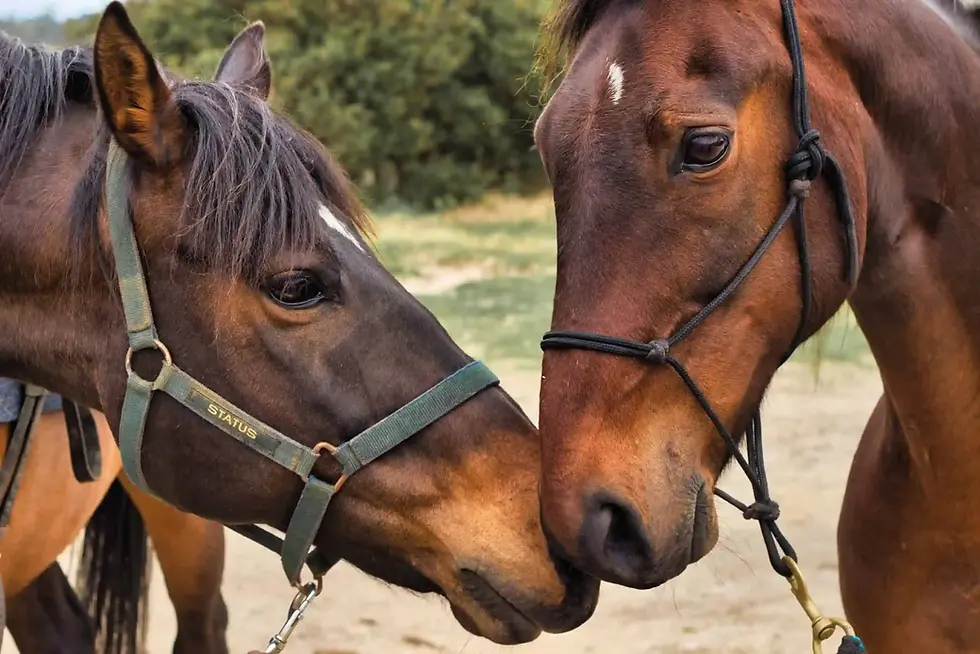 Two brown horses nuzzle affectionately, wearing halters. "Status" is visible on one halter. Green foliage and grass in the background.