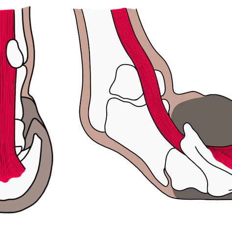 Illustration showing three cross-sections of a horse hoof with red tendons and white bones. Text at top reads “by Horse Education Online.”