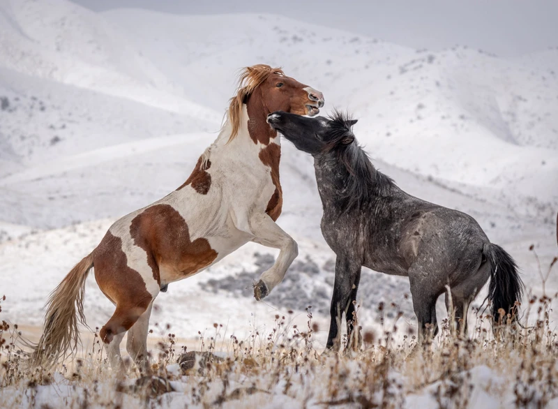 brown horse and black horse playing in field