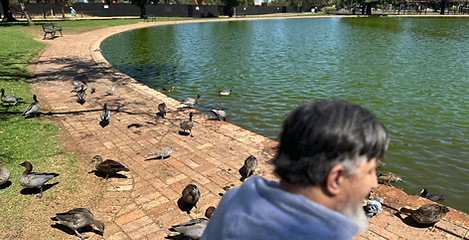 A man at the duck pond on a sunny day