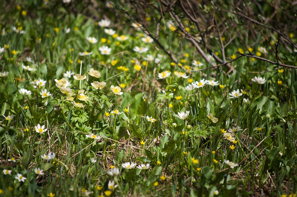 Flowers on forest floor by Ethan Bertini | That's Wild Outdoors