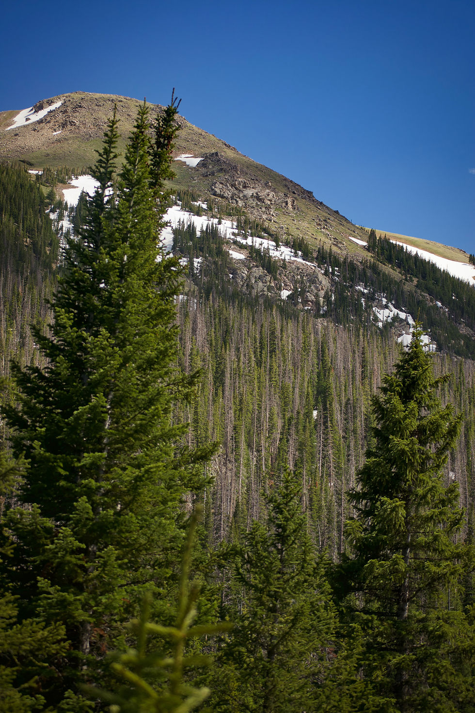 Pine trees in Wyoming by Ethan Bertini | That's Wild Outdoors