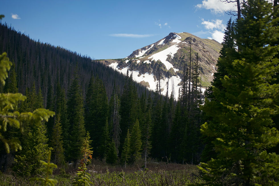 Pine trees and mountains in Wyoming by Ethan Bertini | That's Wild Outdoors