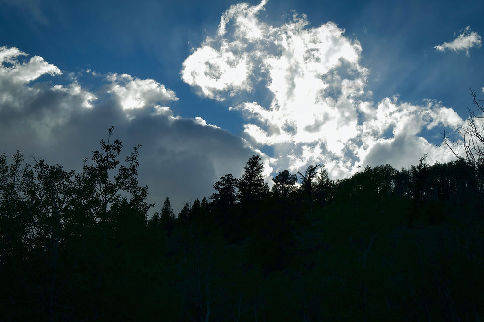 Sun rays over aspen trees by Ethan Bertini | That's Wild Outdoors