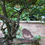 Thumbnail: Robin on Branch
