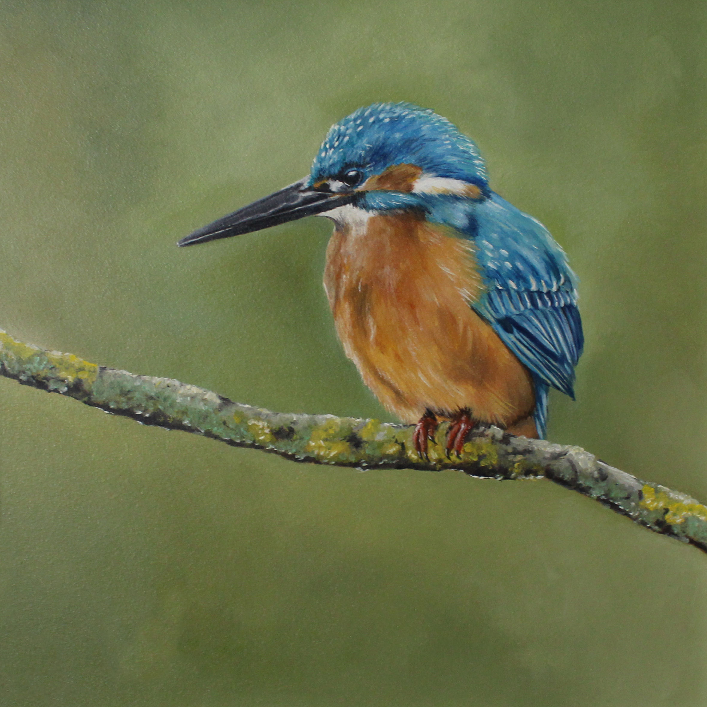Kingfisher