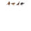 Thumbnail: Game Bird Notelets (Trade)