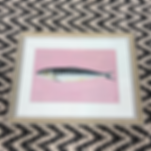 Framed Sardine
