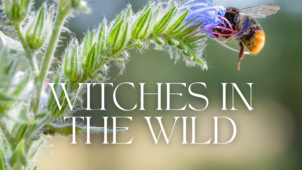 Witches In The Wild with The Self Love Witch