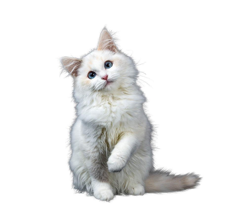 LUCKY AND SUNNIE BOUTIQUE D'ALIMENTATION POUR CHATS ET CHIENS
LUCKY & SUNNIE