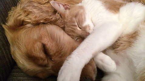 LUCKY AND SUNNIE BOUTIQUE D'ALIMENTATION POUR CHATS ET CHIENS