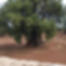 רונית ברקן.jpg