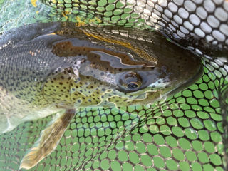 北海道富良野 釣り情報 Furano ガイドラインアウトドアクラブ