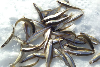 北海道 富良野・トマムでワカサギ釣りするならガイドラインアウトドアクラブ