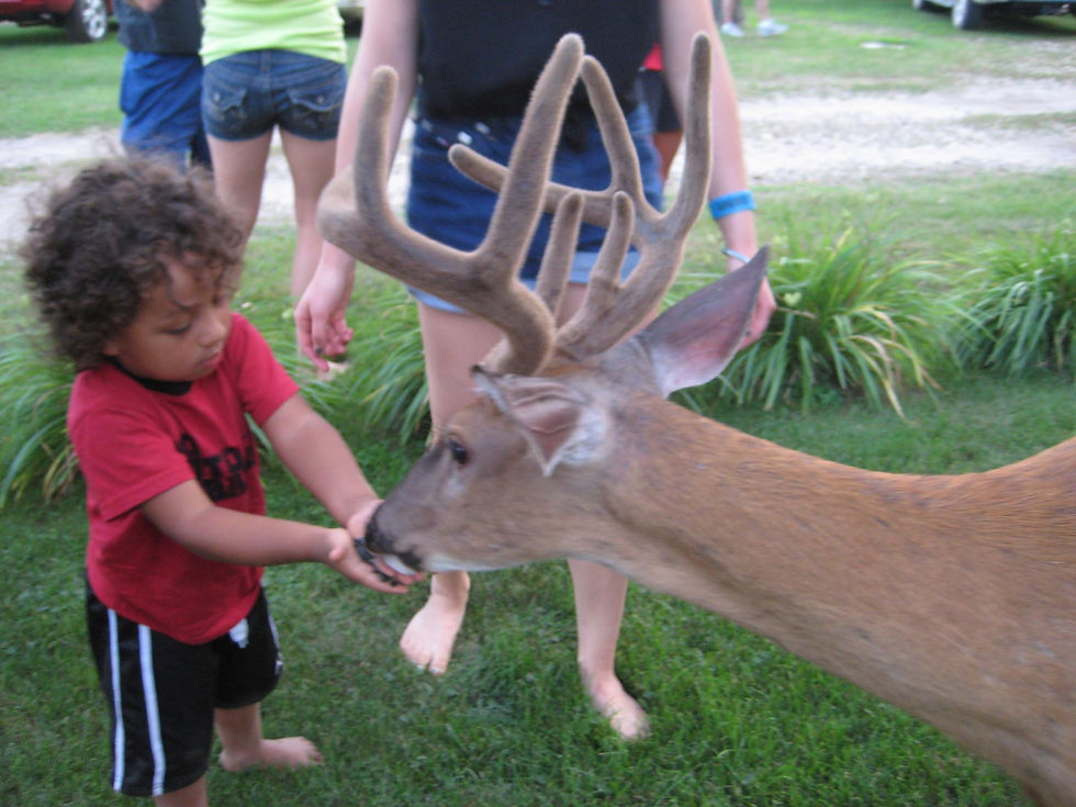 Deer