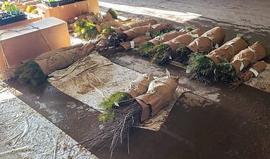 tree seedling bundles