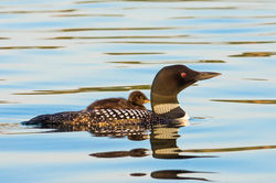 loon and chick