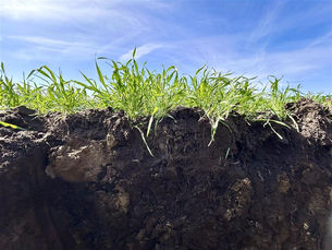 Spring growth of winter rye, winter wheat, and winter triticale mix suppressing weed pressure with early dense growth.