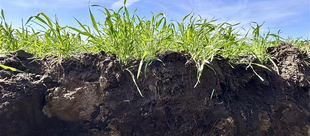Spring growth of winter rye, winter wheat, and winter triticale mix suppressing weed pressure with early dense growth.