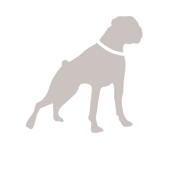JiJi犬3.gif