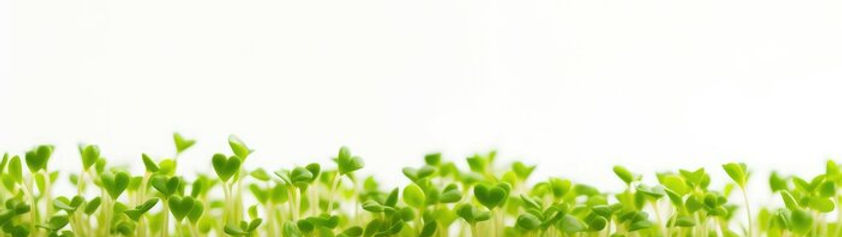 Microgreens