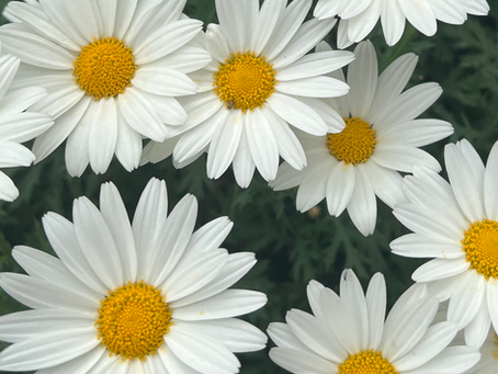 Scuola: buchi di libera relazionalita’