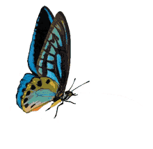 Mariposa.gif