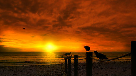 GAVINES I COLOMS A LA POSTA DE SOL.   GA