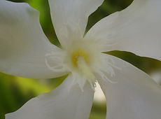 NECESSITES UN VENTILADOR_ - NECESITAS UN