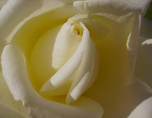 IMGP0776  ROSA DOLÇ GELAT DE VAINILLA - 