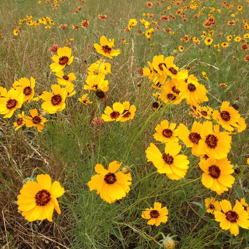 Coreopsis