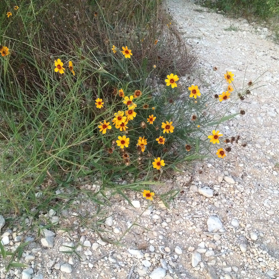 Coreopsis