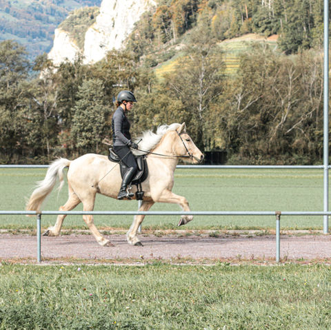 Islandpferd im Tölt