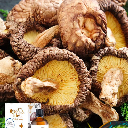 Shiitake – Der König der Vitalpilze: Tradition, Wirkung und Wissenschaft