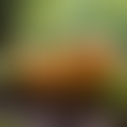 Cordyceps sinensis: Energy from deep within the lungs