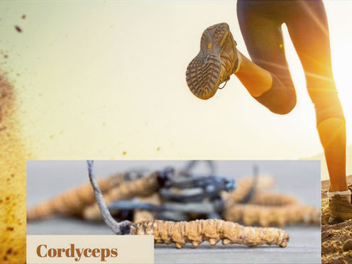 Cordyceps sinensis Laufen Weltrekord Nahrungsergänzungsmittel
