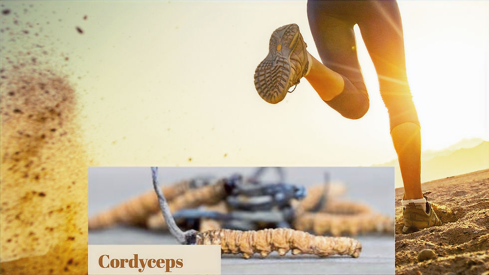 Läuferin Vitalpilz Cordyceps sinensis Raupenpilz