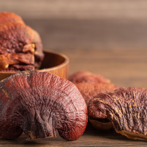 Reishi-Pilz: Der König der Vitalpilze für Gesundheit, Longevity und Vitalität